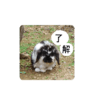 いつでもプーちゃん♪（個別スタンプ：1）