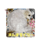 ❤️マルチーズめりる❤️日々（個別スタンプ：1）