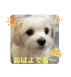 ❤️マルチーズめりる❤️日々（個別スタンプ：2）