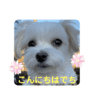 ❤️マルチーズめりる❤️日々（個別スタンプ：3）
