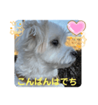 ❤️マルチーズめりる❤️日々（個別スタンプ：4）