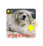 ❤️マルチーズめりる❤️日々（個別スタンプ：5）