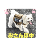 ❤️マルチーズめりる❤️日々（個別スタンプ：6）