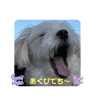 ❤️マルチーズめりる❤️日々（個別スタンプ：7）