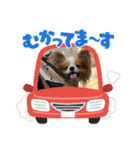 ありしなちゃんのすたんぷ（個別スタンプ：16）