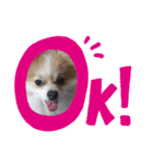 ポメのひめちゃん（個別スタンプ：3）