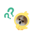 ポメのひめちゃん（個別スタンプ：5）