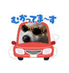 ポメのひめちゃん（個別スタンプ：7）