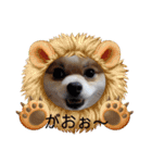 ポメのひめちゃん（個別スタンプ：12）