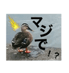 のべたん__stamp（個別スタンプ：7）