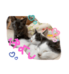 チビ猫三兄弟＆後輩チビ助（個別スタンプ：1）