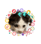 チビ猫三兄弟＆後輩チビ助（個別スタンプ：2）
