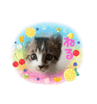 チビ猫三兄弟＆後輩チビ助（個別スタンプ：5）