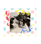 チビ猫三兄弟＆後輩チビ助（個別スタンプ：6）