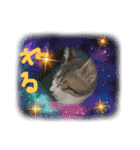 チビ猫三兄弟＆後輩チビ助（個別スタンプ：7）