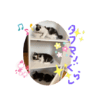 チビ猫三兄弟＆後輩チビ助（個別スタンプ：10）