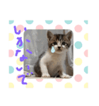チビ猫三兄弟＆後輩チビ助（個別スタンプ：11）