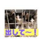 チビ猫三兄弟＆後輩チビ助（個別スタンプ：12）