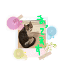 チビ猫三兄弟＆後輩チビ助（個別スタンプ：13）