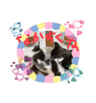 チビ猫三兄弟＆後輩チビ助（個別スタンプ：14）