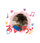 チビ猫三兄弟＆後輩チビ助（個別スタンプ：15）