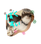 チビ猫三兄弟＆後輩チビ助（個別スタンプ：16）