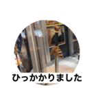 ピンポン君チャンネルスタンプ（個別スタンプ：18）