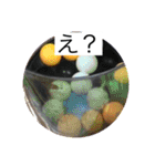 ピンポン君チャンネルスタンプ（個別スタンプ：20）