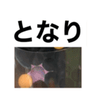 ピンポン君チャンネルスタンプ（個別スタンプ：21）