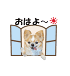 【動く】チワワ（犬のクー太）写真（個別スタンプ：18）