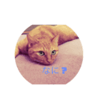 うちのぽんちゃん。（個別スタンプ：1）