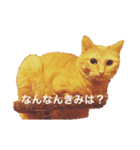 うちのぽんちゃん。（個別スタンプ：2）