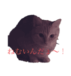 うちのぽんちゃん。（個別スタンプ：4）