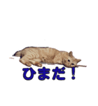 うちのぽんちゃん。（個別スタンプ：5）