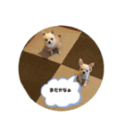 うちの花子と桃子（個別スタンプ：5）