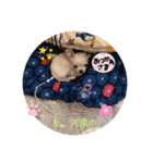 うちの花子と桃子（個別スタンプ：6）