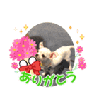 うちの花子と桃子（個別スタンプ：15）
