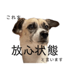 すんたらすたんぷ(多1)（個別スタンプ：3）