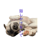 すんたらすたんぷ(多1)（個別スタンプ：7）