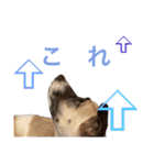すんたらすたんぷ(多1)（個別スタンプ：8）