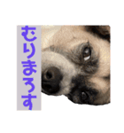 すんたらすたんぷ(多1)（個別スタンプ：10）