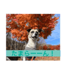 すんたらすたんぷ(多1)（個別スタンプ：12）