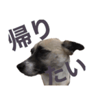 すんたらすたんぷ(多1)（個別スタンプ：17）