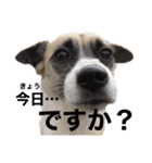 すんたらすたんぷ(多1)（個別スタンプ：19）