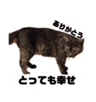 わさびの家族です。（個別スタンプ：1）
