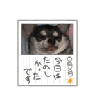チャッピー誕生日祝いスタンプ（個別スタンプ：8）