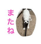 ラムネアラレマカロンスタンプ2（個別スタンプ：8）