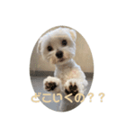 リイシューちゃん2マルチーズ（個別スタンプ：3）