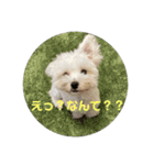 リイシューちゃん2マルチーズ（個別スタンプ：4）