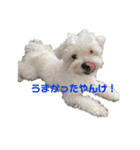 リイシューちゃん2マルチーズ（個別スタンプ：8）